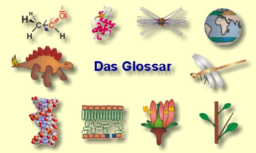 Glossar