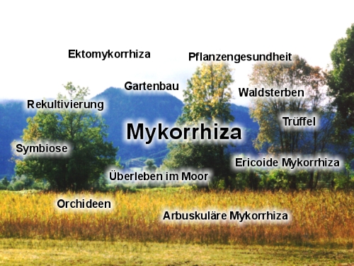 Mykorrhiza